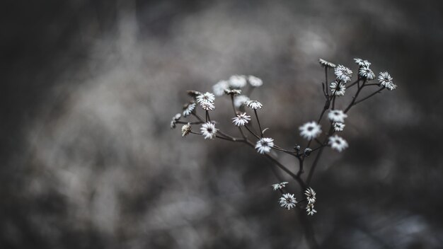 White flowers in macro shot