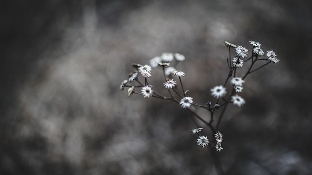 매크로 촬영에 흰색 꽃