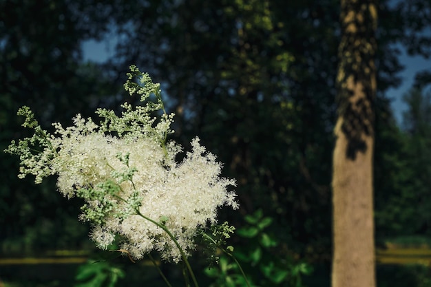 White flowers of meadowsweet in the forest undergrowth closeup on flowering grass Horizontal background for wallpaper or banner about forest ecosystem Screensaver idea about climate change issues