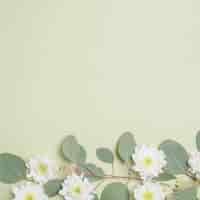 무료 사진 나뭇 가지에 흰 꽃