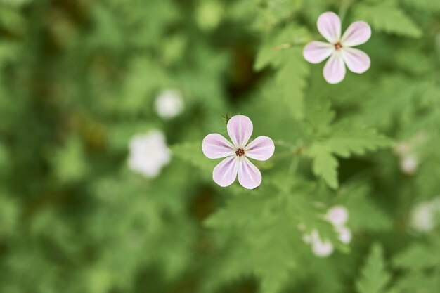 White flowers above one another behind a green background