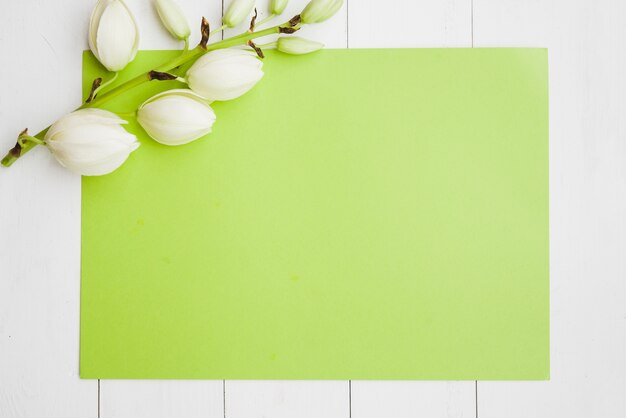 Белая цветочная ветка на фоне зеленой бумаги на белом деревянный фон