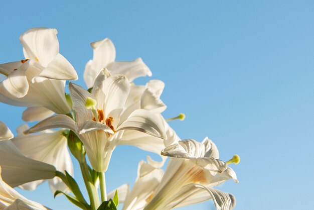 Белые цветы с синим фоном под низким углом