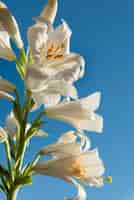 無料写真 青い背景の白い花