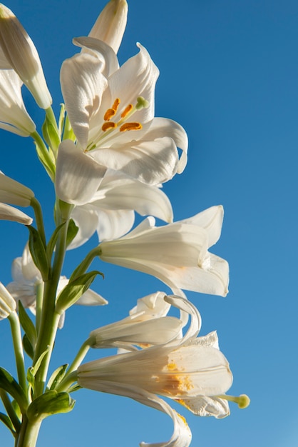 青い背景の白い花