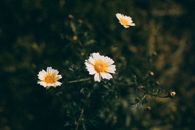 春の芽と白い花