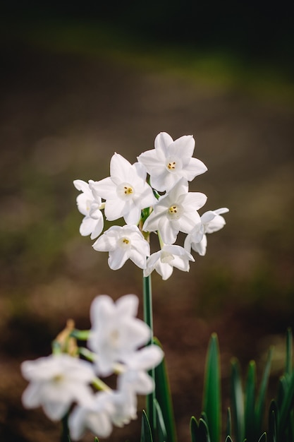 White flowers with green leaves