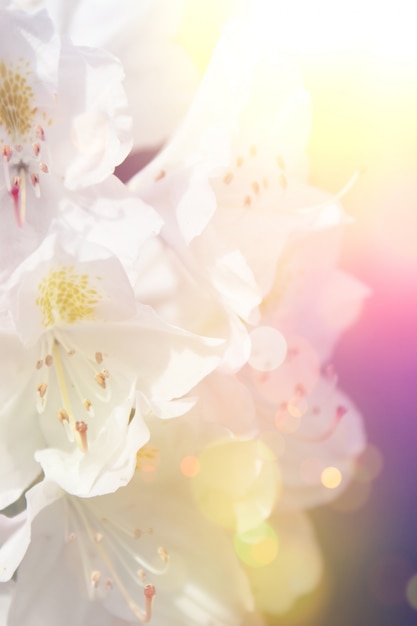 White flowers