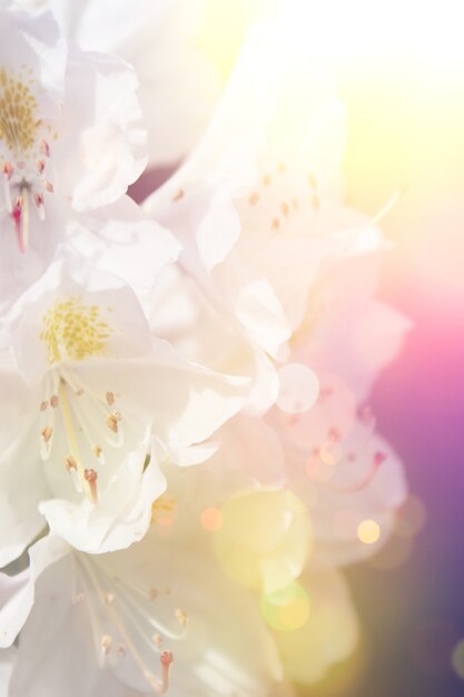 ヴィンテージ効果の桜の背景