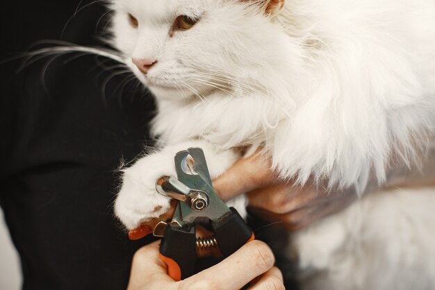 White fluffy cat. Veterinarian with cats. Animals on the couch.