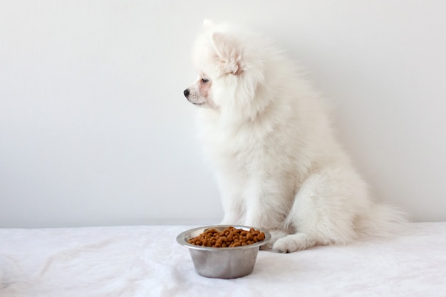 A white fluffy pomeranian puppy sits near an iron bowl of dry food and looks the other way, not eating.
