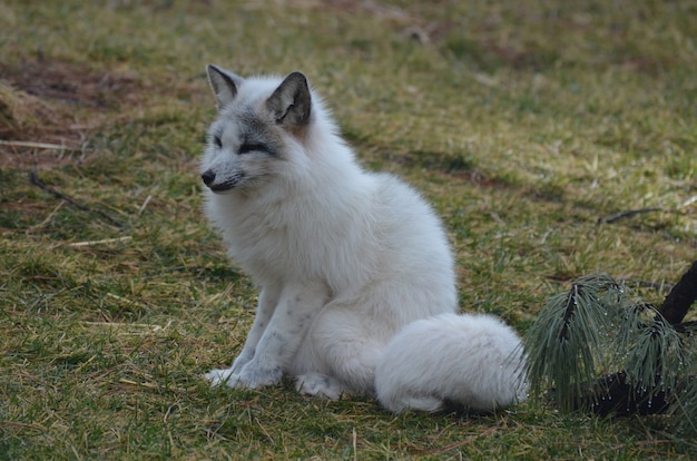 Белая лиса сидит на поле