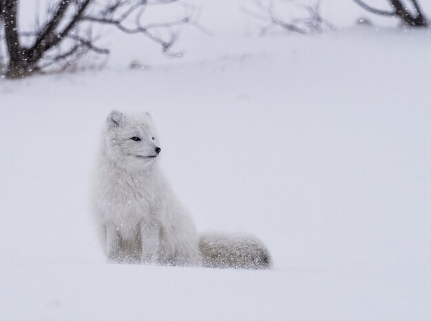 낮 동안 눈에 서있는 흰 여우