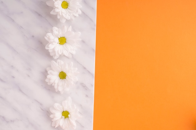 無料写真 オレンジ色の背景にデイジーの花の行を持つ白いフレーム