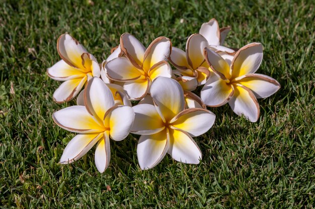 잎이 흰색 frangipani 꽃