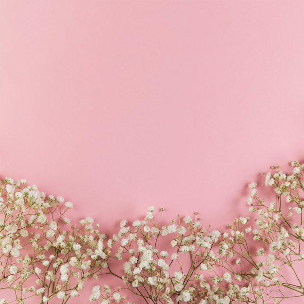 White fresh baby's breath flowers against pink background
