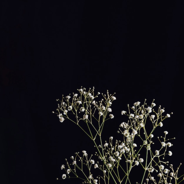 White fresh bloom twigs