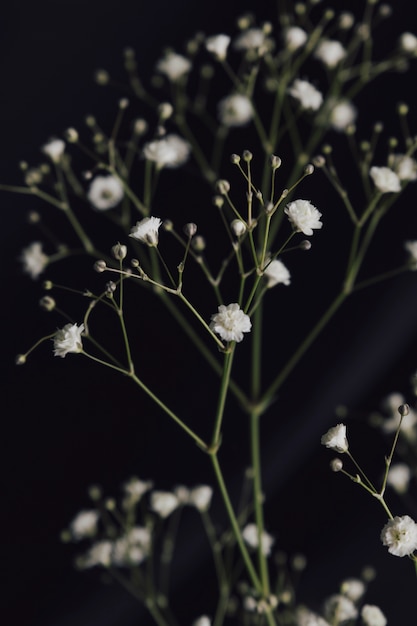 白い生花の小枝