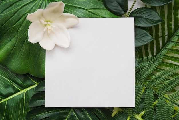 White fresh flower on white paper over type of green leaves