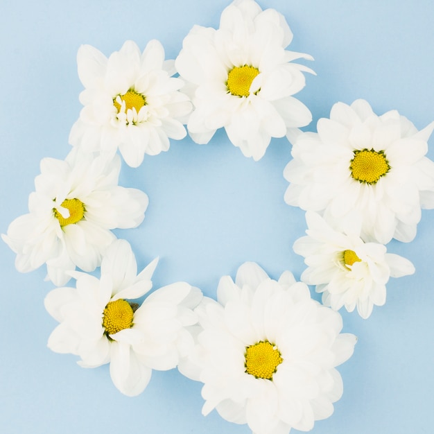 White fresh flowers arranged in circle on blue background