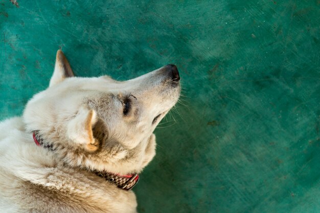 White furry dog on green