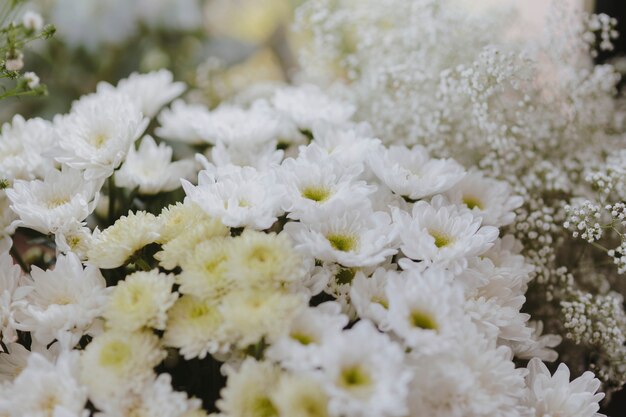 White gerbera daisy and white Caspia