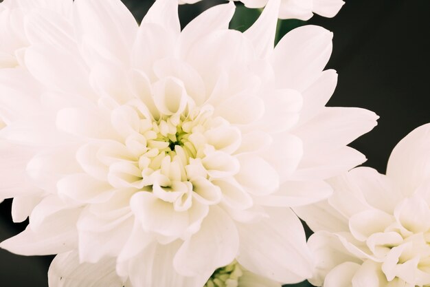 White gerbera flowers on black background