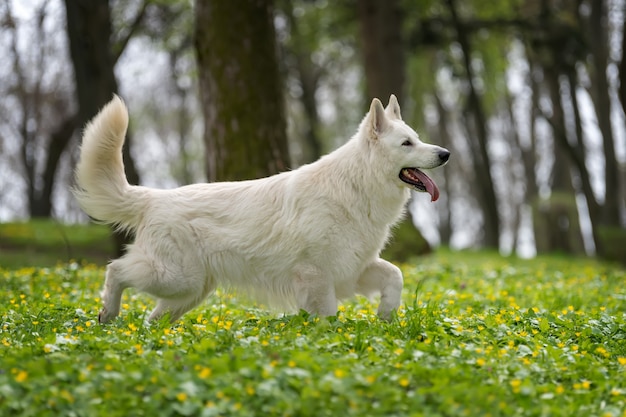 chien berger allemand suisse anti aging