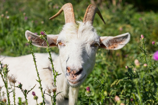 Белая коза на ферме в траве