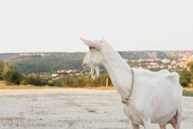 Белая коза стоит на ферме