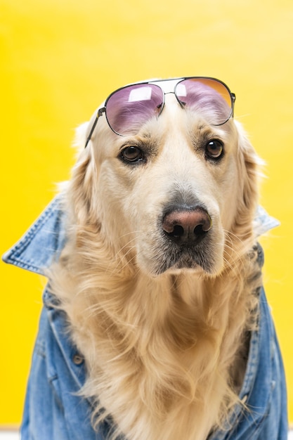 White golden retriever posing in studio with street clothes and glasses, musical artist look