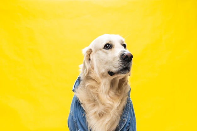 White golden retriever posing in studio with street clothes and glasses musical artist look