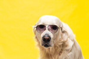 White golden retriever posing in studio with street clothes and glasses, musical artist look