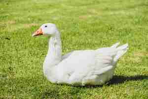 Free photo white goose bird