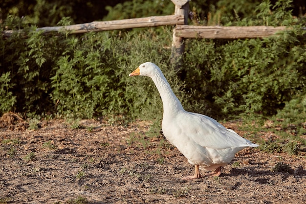 White Goose enjoying for walking in garden. Domestic goose on a walk in the yard. Rural landscape. Goose farm. Home goose.