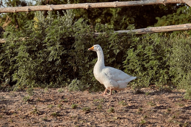 庭を散歩するのを楽しんでいる白いガチョウ。庭を散歩するガチョウ。田園風景。ガチョウの農場。ホームガチョウ。