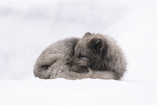 White and gray fox lying on snow covered ground during daytime