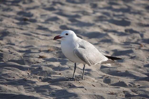 White and gray seagull walking on the sand at daytime