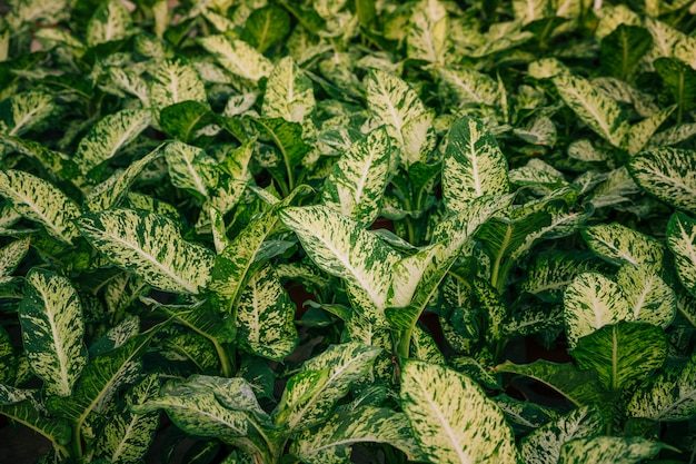 White and green leaves background