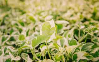 Free photo white and green leaves in the sunlight