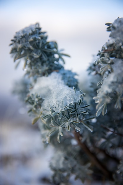 White and green plant in close up