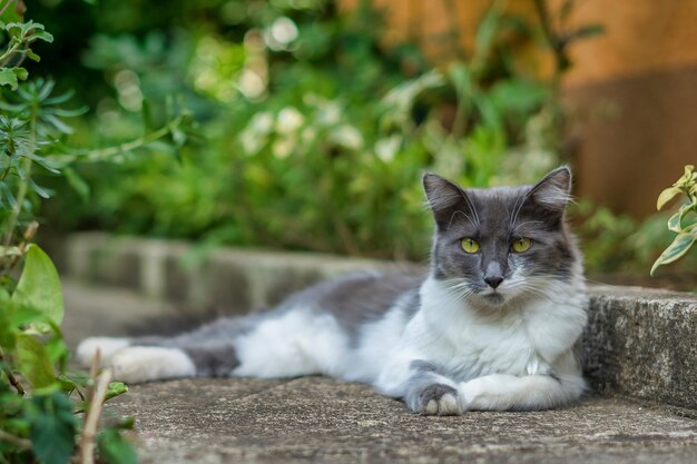 Белый и серый азиатский полудлинношерстный пушистый кот лежит на земле