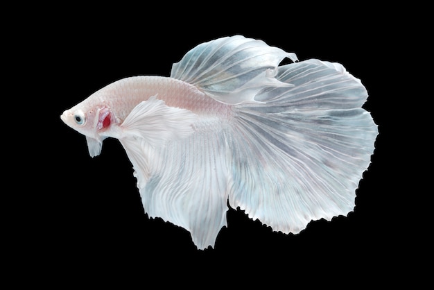 화이트 하프 문 Betta splendens 물고기