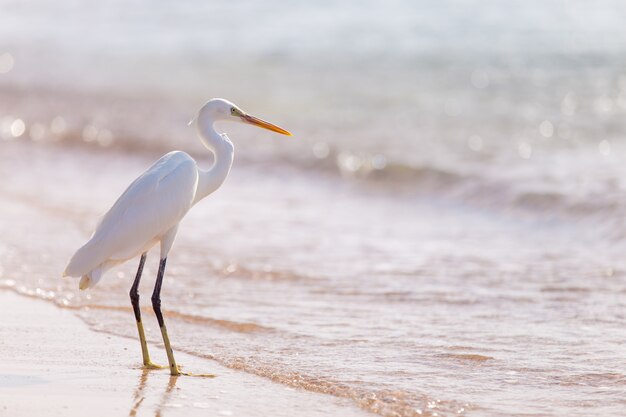 White heron