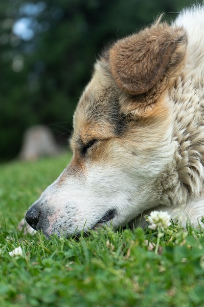 目を閉じて自然環境で休んでいる白いヒマラヤ犬