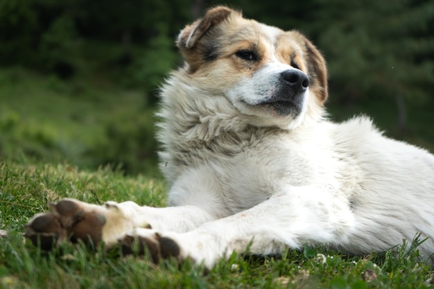 Белая гималайская собака отдыхает в естественной среде
