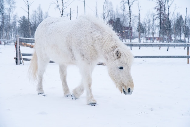 スウェーデン北部の雪原を歩く白い馬