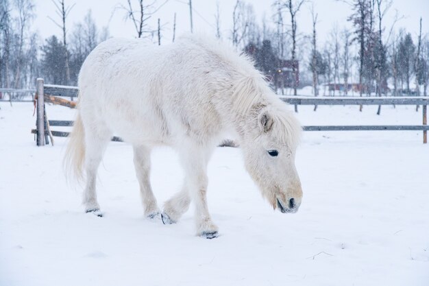 Белая лошадь идет по заснеженному полю на севере Швеции