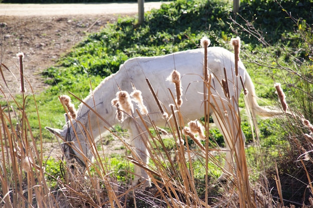 Free photo the white horse