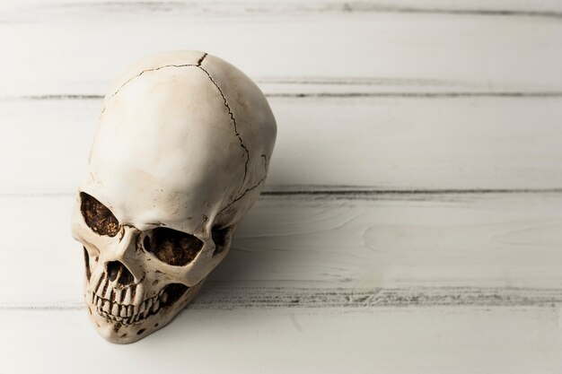 Белый человеческий череп
